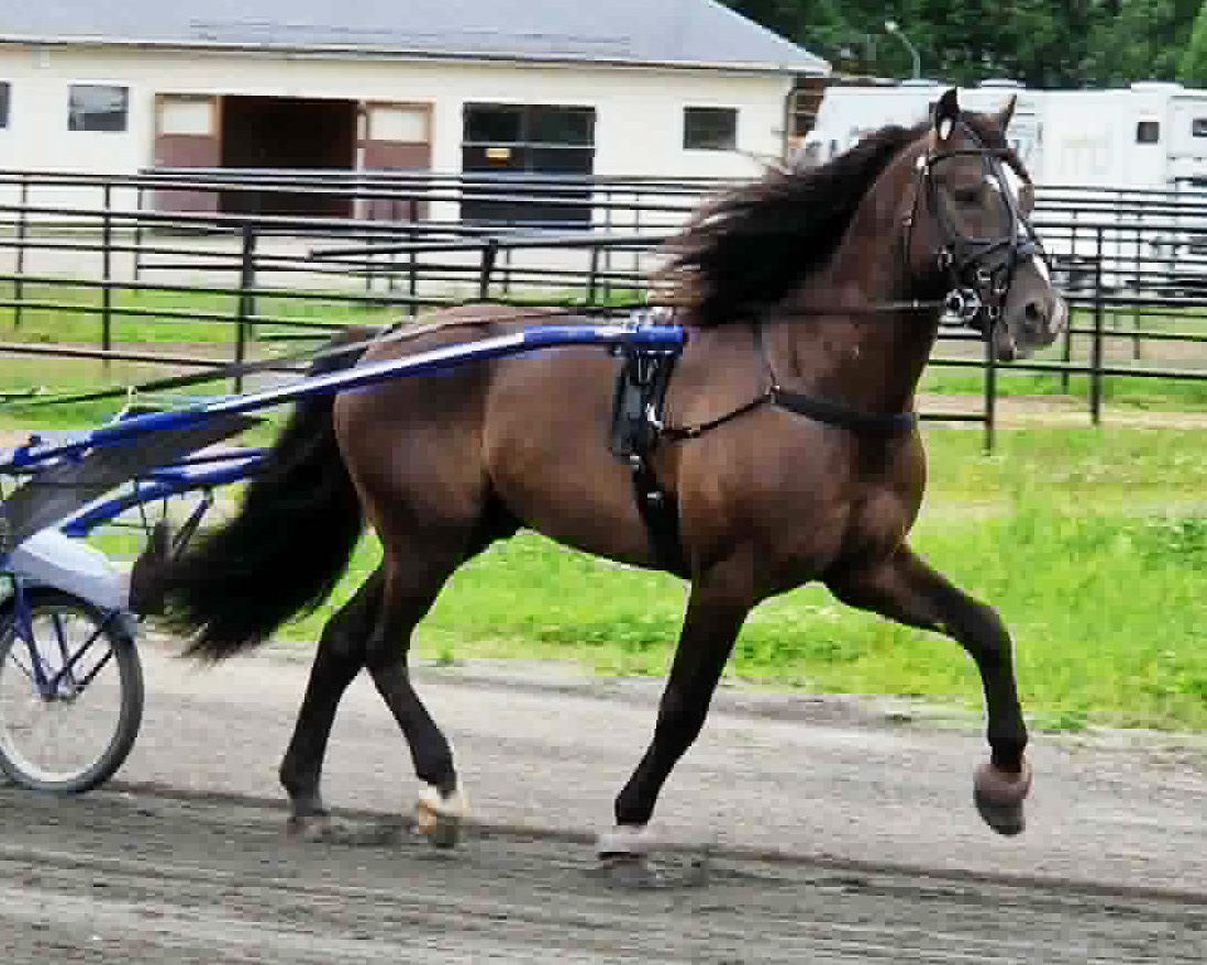 Granbarksborren 260626-12